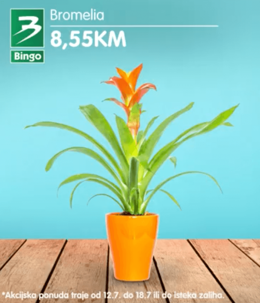 BINGO Akcija super ponuda cvijeca JUL 2022 snizenje od 12.7. do 18.7.2022 3