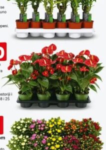 Anthurium kom, Bingo