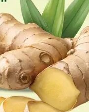 Đumbir 1 kg, Tropic