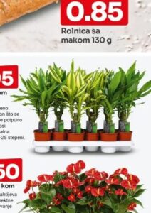 Dracena kom, Bingo