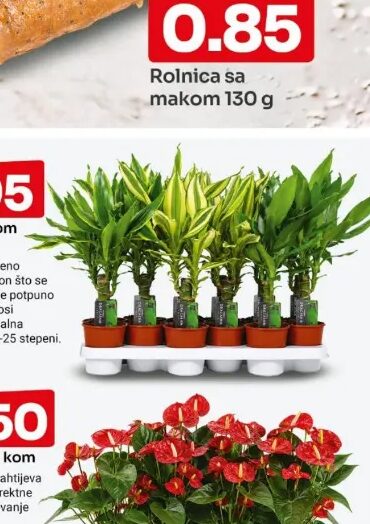 Dracena kom
