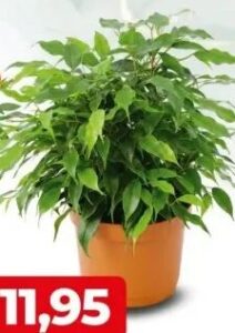Ficus Benjamin kom, Bingo