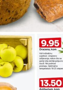 Jabuka Zlatni delišes kg, Bingo