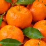 MANDARINA kg, Fortuna