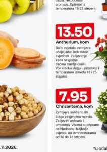 Pečeni lješnjak kg, Bingo